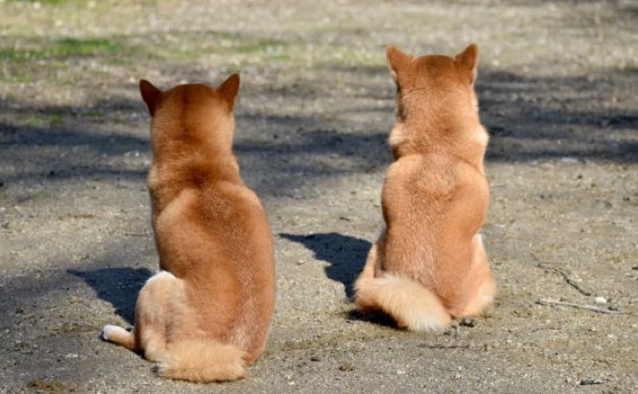 背中を向ける2匹の柴犬