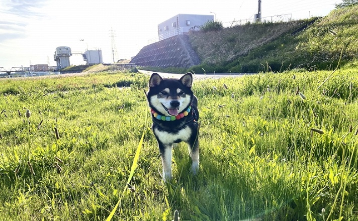 原っぱで散歩をする柴犬