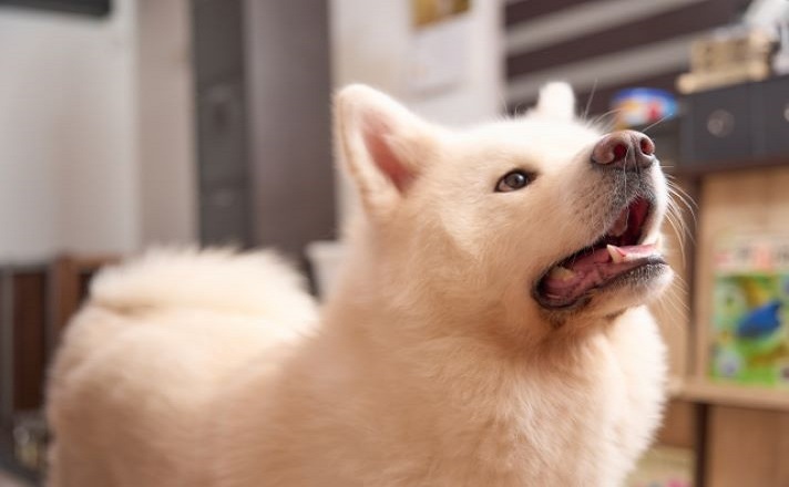 上を向いている犬