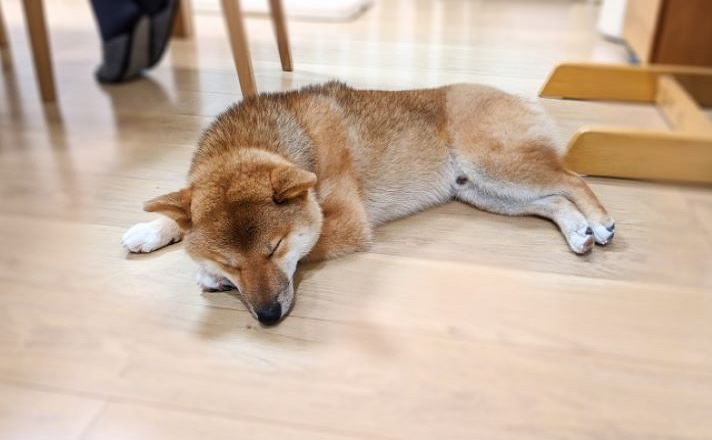 床で寝そべる柴犬