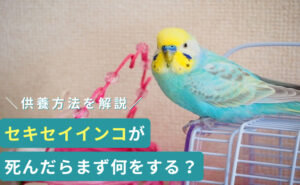 「セキセイインコが死んだらまず何をする？供養方法を解説」写真