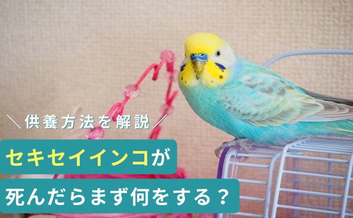 かごの上のインコ