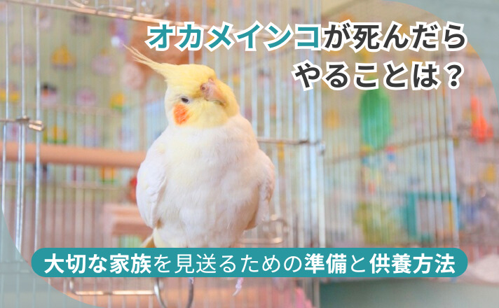 首をかしげるオカメインコ