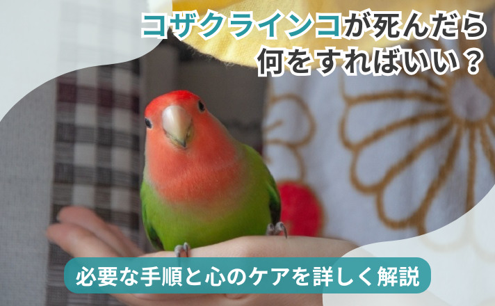 手乗りコザクラインコ