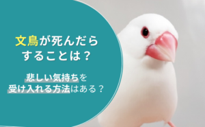 「文鳥が死んだらすることは？悲しい気持ちを受け入れる方法はある？」写真