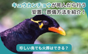 「キュウカンチョウが死んだら行う安置・葬儀方法を紹介！珍しい鳥でも火葬はできる？」写真