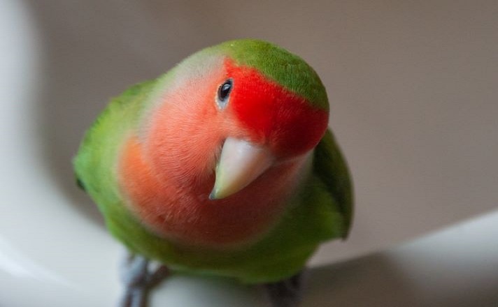 顔を寄せるインコ