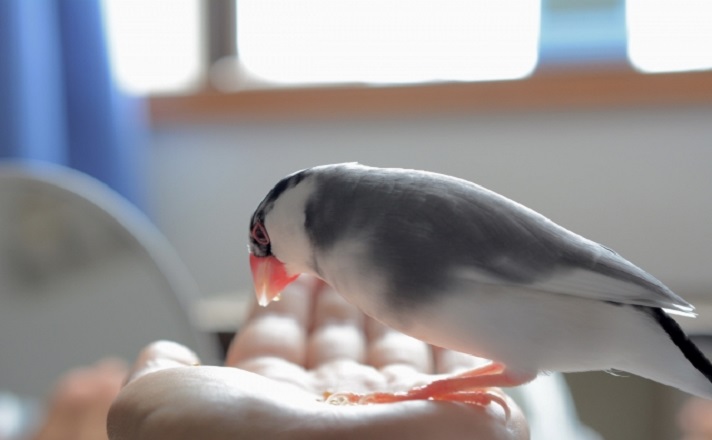 餌を食べる文鳥