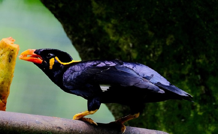 餌を食べるキュウカンチョウ