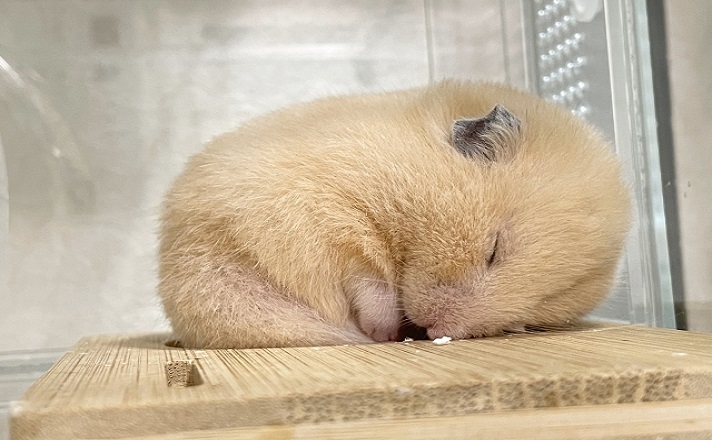 板の上で眠るハムスター