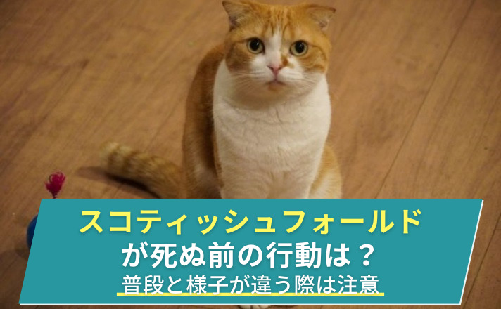 こちらを見ている猫