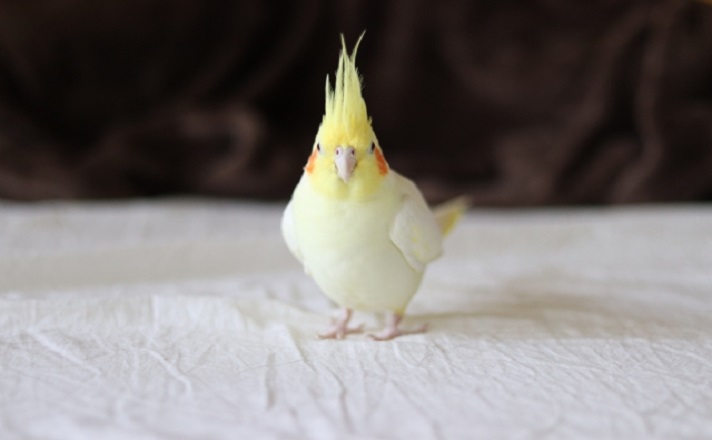 前を向くオカメインコ
