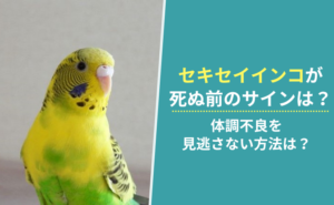 「セキセイインコが死ぬ前のサインは？体調不良を見逃さない方法は？」写真