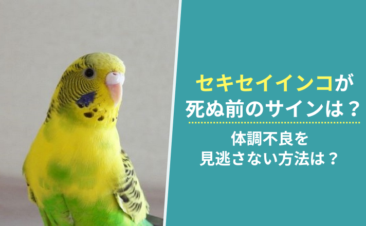 よそ見をしているセキセイインコ