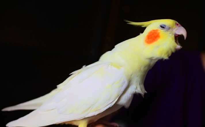 不満そうなオカメインコ