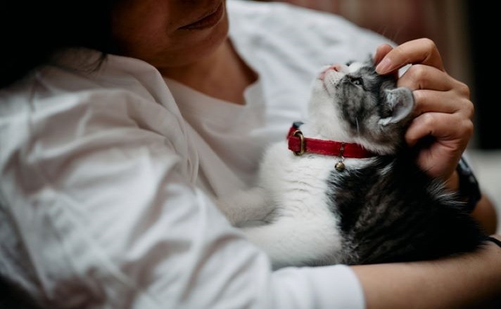 見つめ合う人と猫