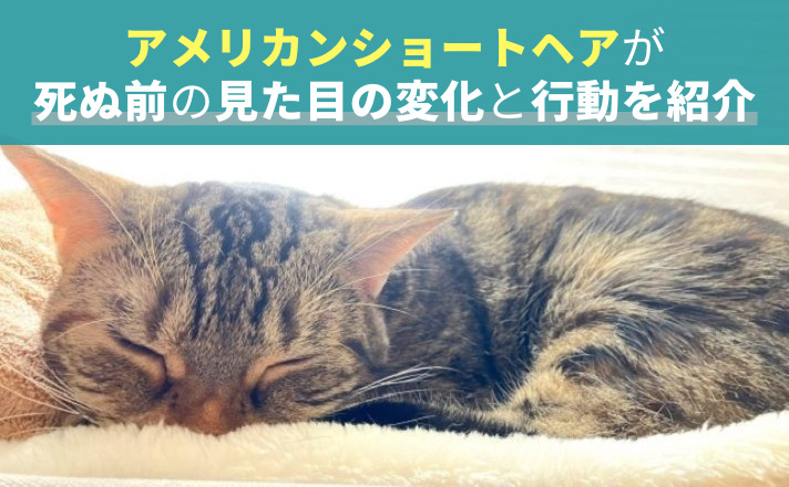 眠る猫