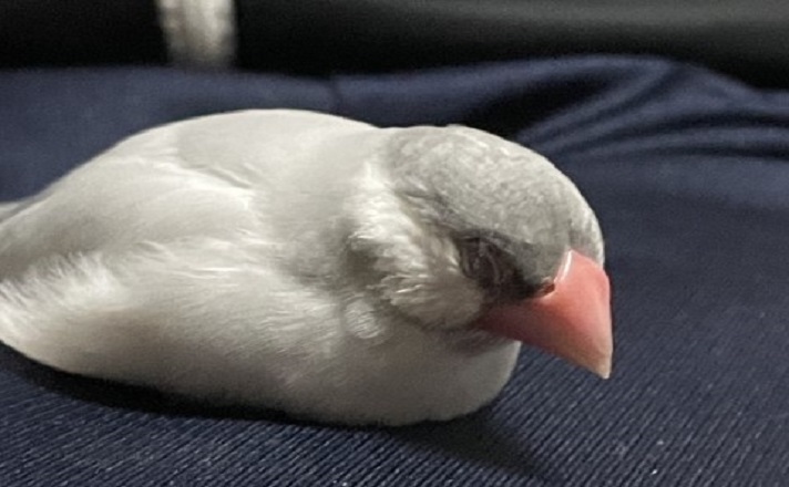 眠る文鳥