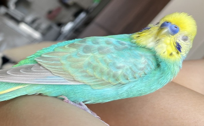 眠るインコ