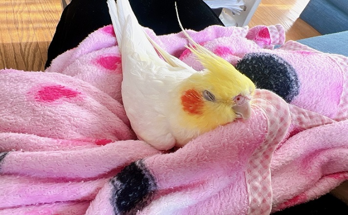 眠るオカメインコ