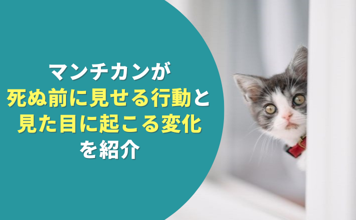 のぞき込む猫