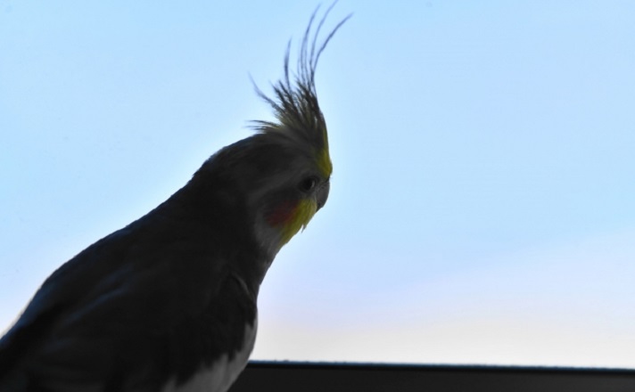 オカメインコの後ろ姿