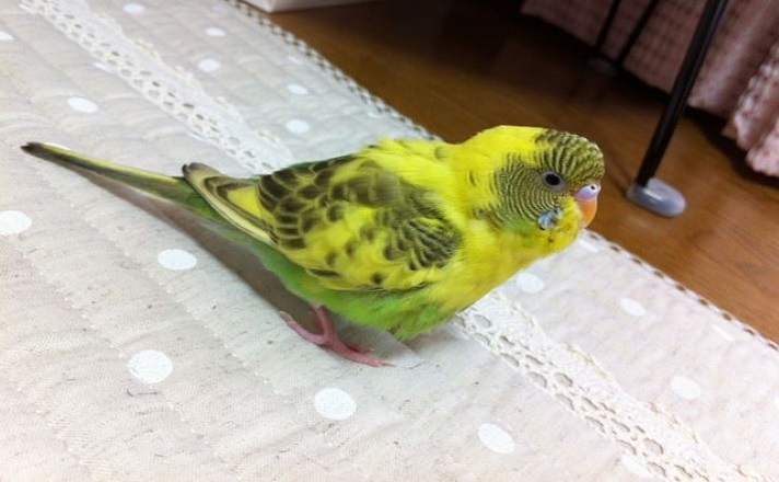 部屋にたたずむセキセイインコ