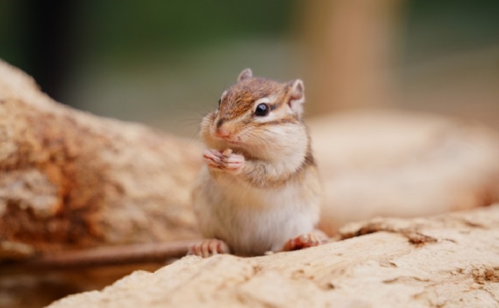 木の上のシマリス