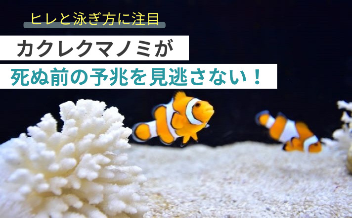 上を見るカクレクマノミ