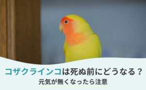 「コザクラインコは死ぬ前にどうなる？急に元気が無くなったら注意」写真