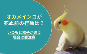 「オカメインコが死ぬ前の行動は？いつもと様子が違う場合は要注意」写真