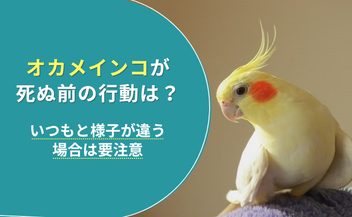 横を向くオカメインコ