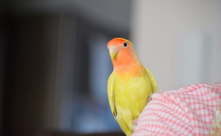 肩に乗るインコ