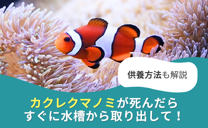 カクレクマノミと白いイソギンチャク