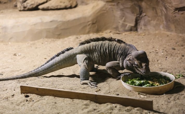 エサを食べるイグアナ