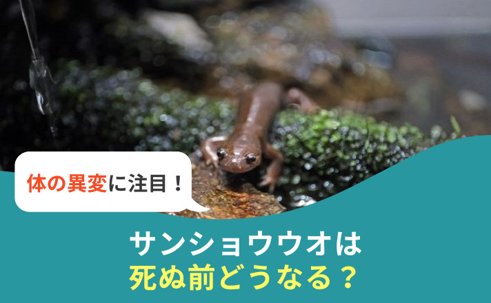 上陸するサンショウウオ