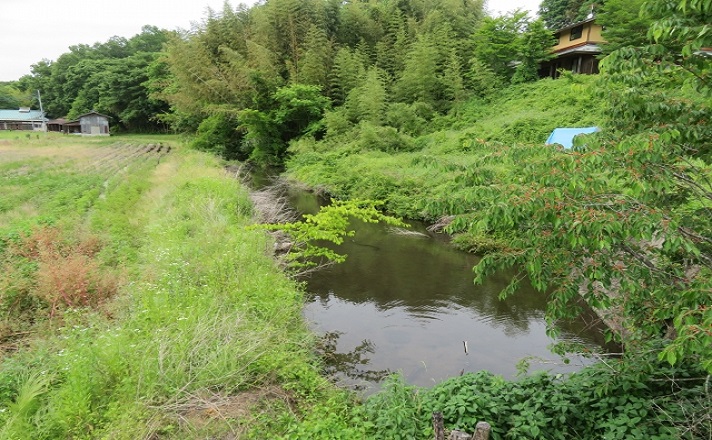 草むらと川