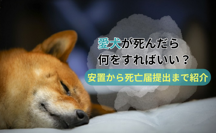 眠る柴犬