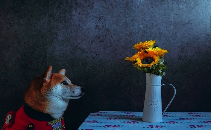 柴犬とひまわり